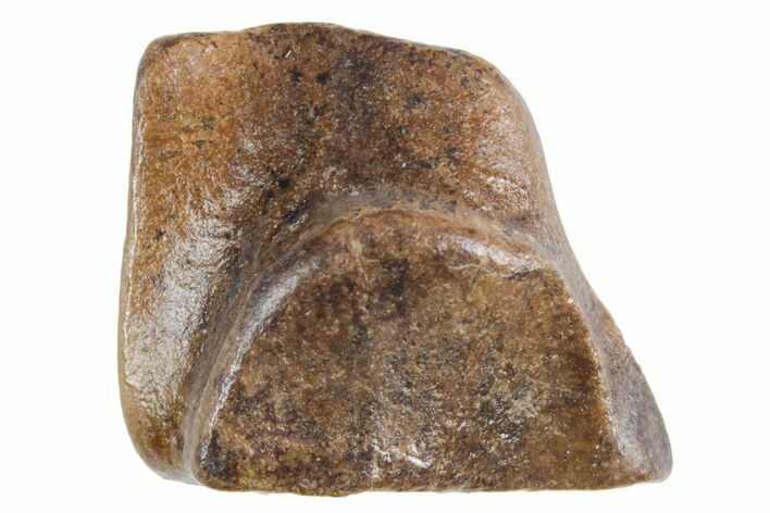 Fossil Triceratops Shed Tooth - Wyoming #358315